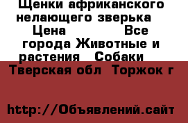 Щенки африканского нелающего зверька  › Цена ­ 35 000 - Все города Животные и растения » Собаки   . Тверская обл.,Торжок г.